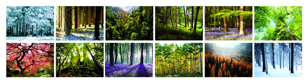 Kalendář nástěnný Les / BNK22