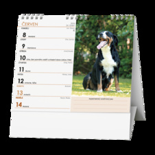 Kalendář stolní MINI Pes, věrný přítel / BSL7